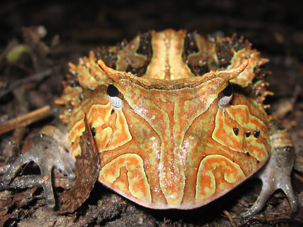 rogataya-lyagushka Обитатели океанариума