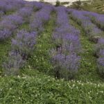 Экскурсия к лавандовому полю на ферме Краснополянской косметики