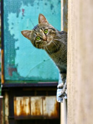 Локальный поиск пропавших животных