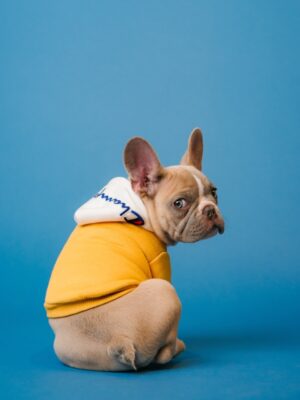 Поиск животных с камерами наблюдения