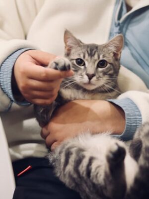 Локальный поиск пропавших животных волонтерами