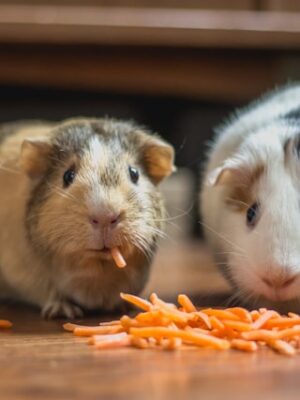 Локальный поиск животных приманками